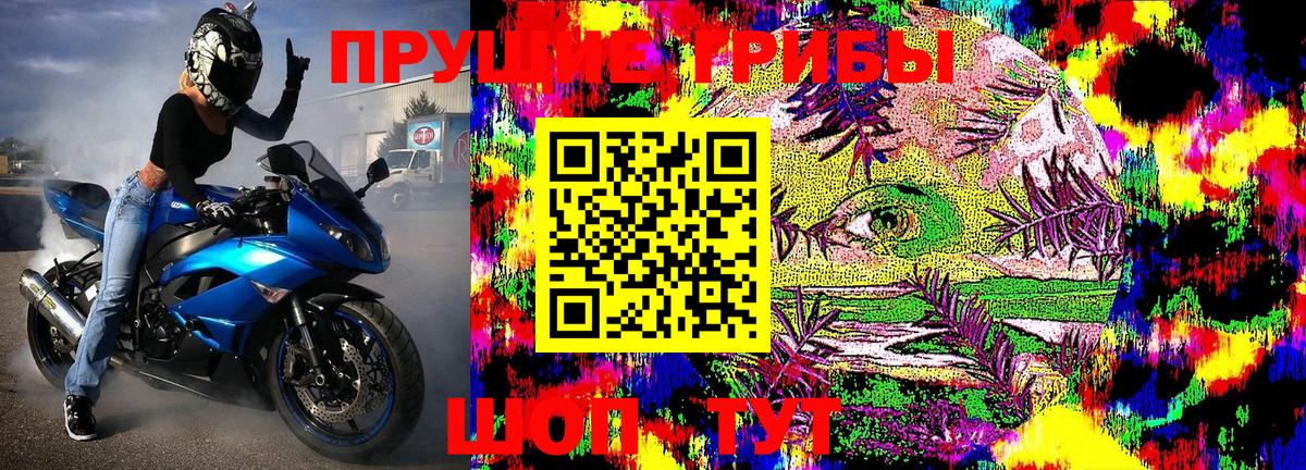 Галлюциногенные грибы Psilocybe Светлоград